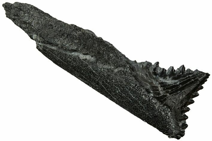 Bizarre Edestus Shark Tooth In Jaw Section - Carboniferous #231945